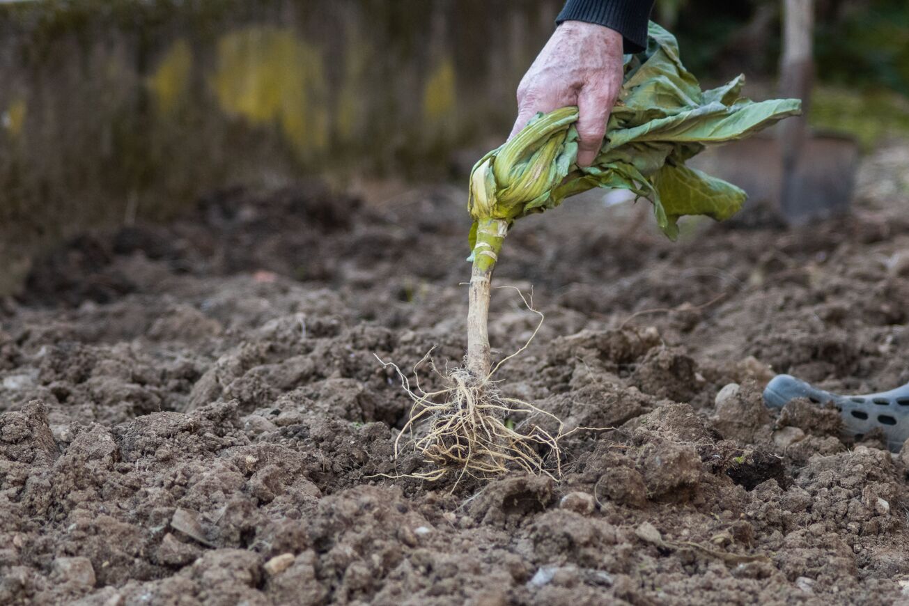 Garden weed removal