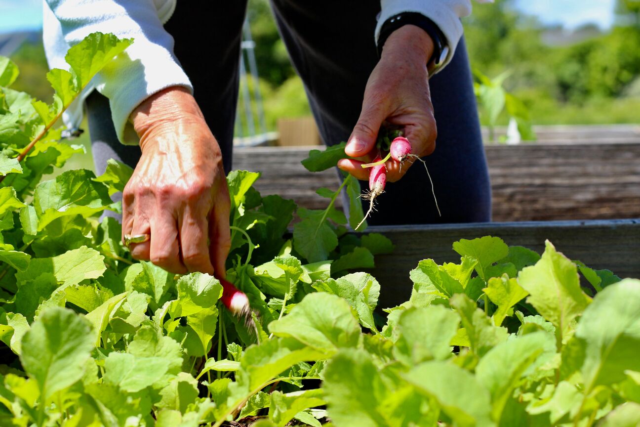 Garden maintenance